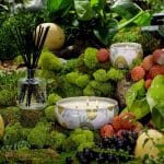 Voluspa Decorative Tin Candle Panjore Lychee 113g